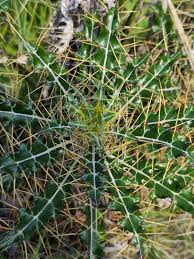 Image result for Ptilostemon afer