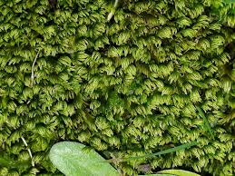 Attēlu rezultāti vaicājumam “Fissidens”