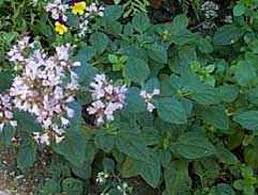 Attēlu rezultāti vaicājumam “Origanum majorana flower”