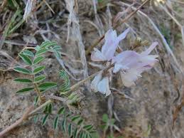 Attēlu rezultāti vaicājumam “Astragalus arenarius flower”