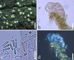 Attēlu rezultāti vaicājumam “Micarea sp.”