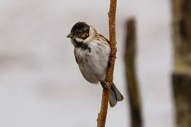 Attēlu rezultāti vaicājumam “Emberiza schoeniclus male”