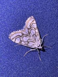 Attēlu rezultāti vaicājumam “Nymphula nitidulata”