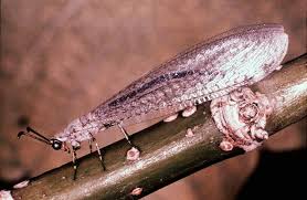 Attēlu rezultāti vaicājumam “Myrmeleontidae”