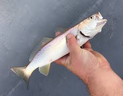 Image result for Cynoscion regalis