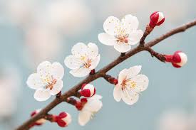 Attēlu rezultāti vaicājumam “Prunus armeniaca”