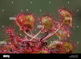 Attēlu rezultāti vaicājumam “Drosera rotundifolia leaf”
