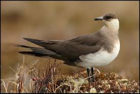 Attēlu rezultāti vaicājumam “Stercorarius parasiticus”