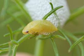 Attēlu rezultāti vaicājumam “Philaenus spumarius nymph”