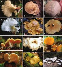 Attēlu rezultāti vaicājumam “Lentinus suavissimus”