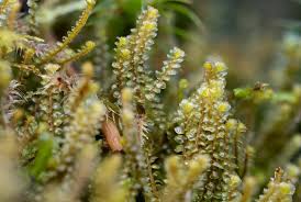 Attēlu rezultāti vaicājumam “Frullania fragilifolia”