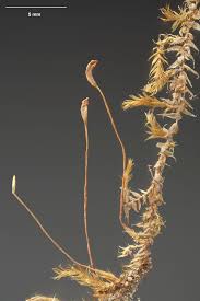 Attēlu rezultāti vaicājumam “Leptodictyum riparium”