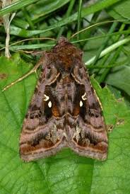Attēlu rezultāti vaicājumam “Autographa pulchrina”