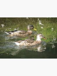 Attēlu rezultāti vaicājumam “Anas platyrhynchos juvenile”