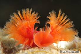 Attēlu rezultāti vaicājumam “Didymium serpula young”