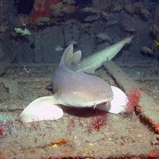 Image result for Ginglymostoma unami