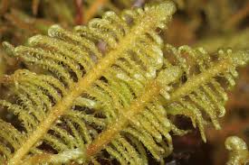 Attēlu rezultāti vaicājumam “Ptilium crista-castrensis”