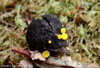 Attēlu rezultāti vaicājumam “Hymenoscyphus calyculus”