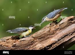 Attēlu rezultāti vaicājumam “Sitta europaea male”