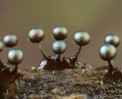 Attēlu rezultāti vaicājumam “Dianema depressum macro”