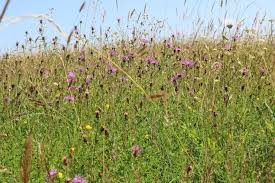 Image result for Curry Rivel Cc