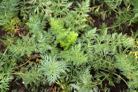 Attēlu rezultāti vaicājumam “Carum carvi leaf”