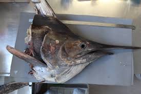 Image result for Istiompax indica