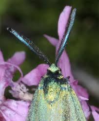 Attēlu rezultāti vaicājumam “Adscita statices”