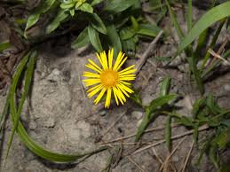 Attēlu rezultāti vaicājumam “Inula salicina flower”