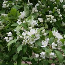Attēlu rezultāti vaicājumam “Malus mandshurica”