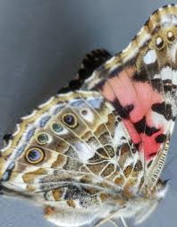 Attēlu rezultāti vaicājumam “Vanessa cardui”