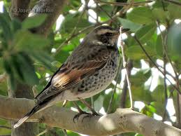 Image result for Turdus naumanni