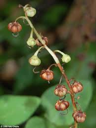 Attēlu rezultāti vaicājumam “Pyrola rotundifolia fruit”