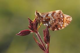 Attēlu rezultāti vaicājumam “Boloria dia underside”