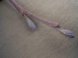 Attēlu rezultāti vaicājumam “Alnus glutinosa bud”