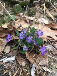 Attēlu rezultāti vaicājumam “Viola uliginosa leaf”