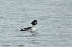 Attēlu rezultāti vaicājumam “Bucephala clangula male”