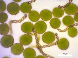 Attēlu rezultāti vaicājumam “Lejeunea cavifolia”