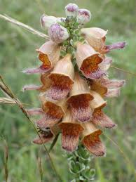 Image result for Digitalis ferruginea