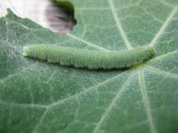 Attēlu rezultāti vaicājumam “Pieris rapae larva”