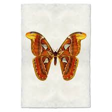 Image result for Papilionoidea