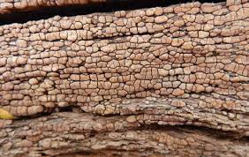 Attēlu rezultāti vaicājumam “Xylobolus frustulatus”