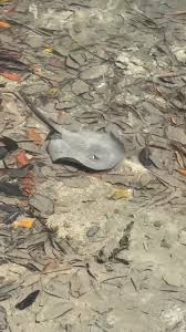 Image result for Styracura pacifica