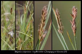 Attēlu rezultāti vaicājumam “Blysmus compressus”