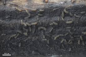 Attēlu rezultāti vaicājumam “Licea testudinacea plasmodium”