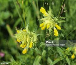 Attēlu rezultāti vaicājumam “Rhinanthus serotinus flower”