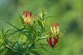 Attēlu rezultāti vaicājumam “Colchicaceae”