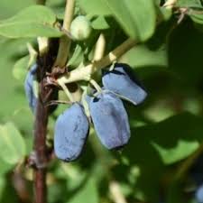 Attēlu rezultāti vaicājumam “Lonicera caerulea var. pallasii leaf”