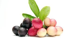 Attēlu rezultāti vaicājumam “Carex viridula fruit”