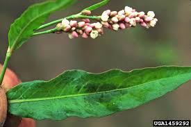 Attēlu rezultāti vaicājumam “Persicaria maculosa leaf”